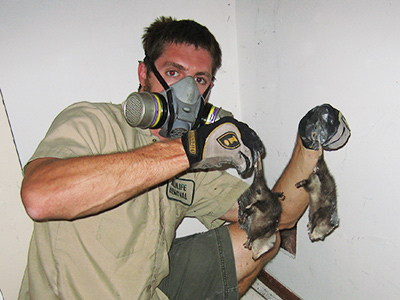 Nashville raccoon trapping